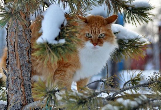 Зимний кот (35 фото)