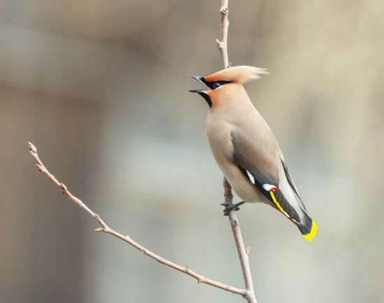 Птичка с желтым хвостиком (37 фото)