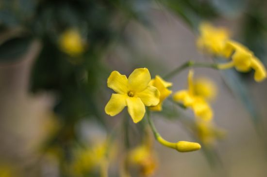 Желтый жасмин (36 фото)