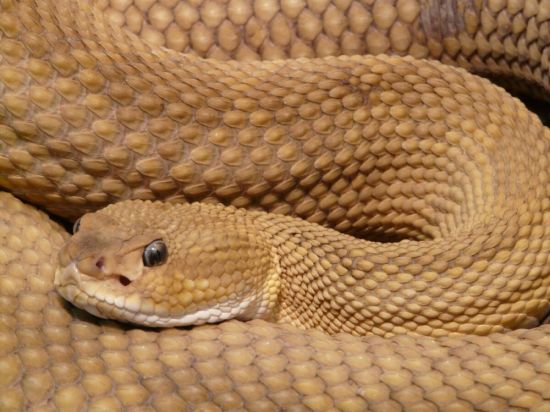 Желтая земляная змея (39 фото)