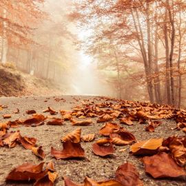 Опавшая осенью листва в лесу (32 фото)