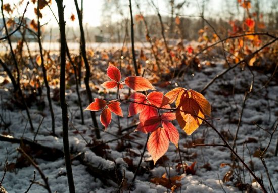 Октябрь первый холодный месяц осени (38 фото)