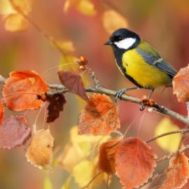 Осенние птички (43 фото)