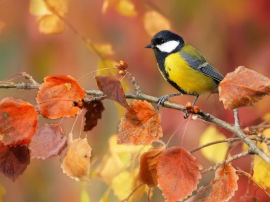 Осенние птички (43 фото)