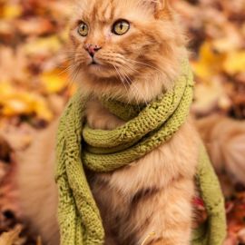 Кот осень (40 фото)