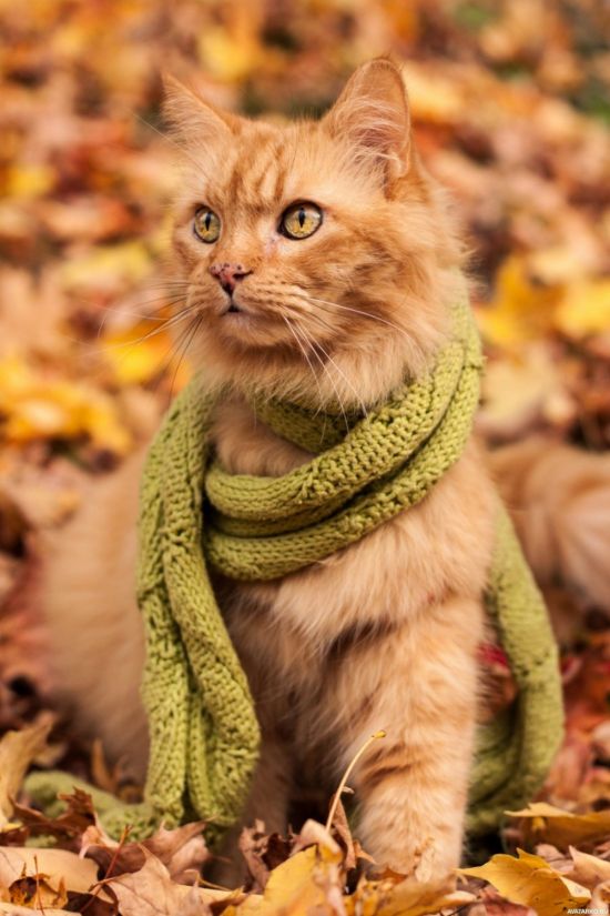Кот осень (40 фото)