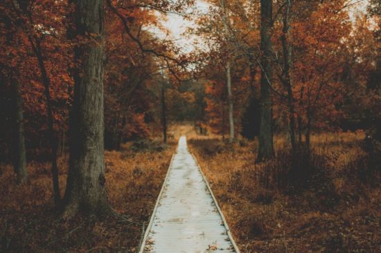 Осенний лес обои (33 фото)