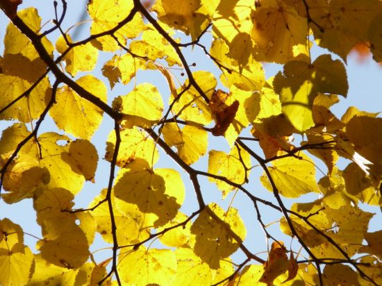 Дерево липа осенью (27 фото)