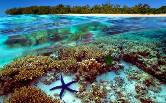 Барьерный риф в австралии (43 фото)