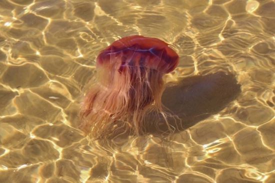 Медузы красного моря (38 фото)