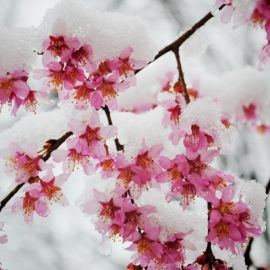 Ветки вишни зимой (24 фото)