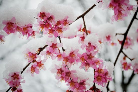 Ветки вишни зимой (24 фото)
