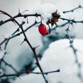 Ягоды шиповника зимой (33 фото)