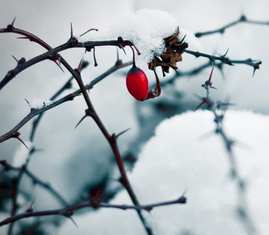 Ягоды шиповника зимой (33 фото)