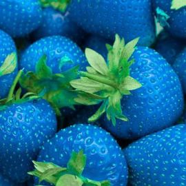 Голубые ягоды (35 фото)