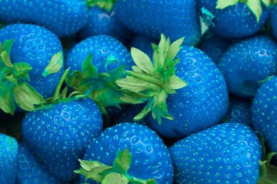 Голубые ягоды (35 фото)