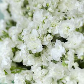 Белые кустовые цветы (38 фото)