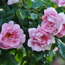 Роза калиоказали (42 фото)