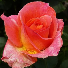 Роза стромболи (30 фото)