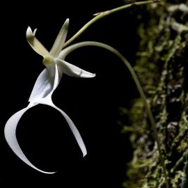 Призрачная орхидея (27 фото)