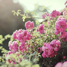 Кустик с розовыми цветочками (35 фото)