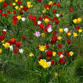 Лазорики цветы (39 фото)
