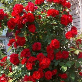 Плетистая роза фламментанц (40 фото)