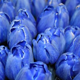 Голубые тюльпаны (41 фото)