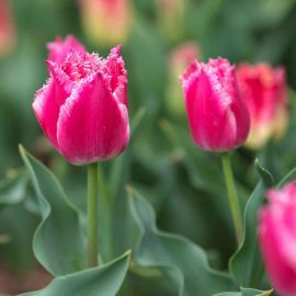Тюльпан мариола (37 фото)