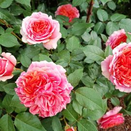 Роза сальма (42 фото)