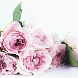 Пионовые розы (37 фото)