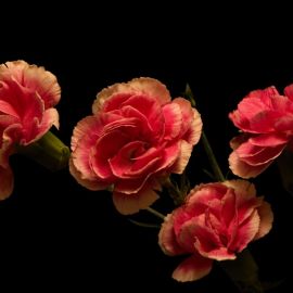 Гвоздика цветок (43 фото)