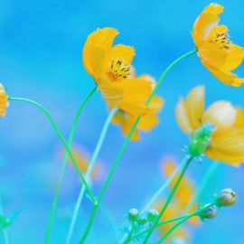 Желтые цветочки (44 фото)