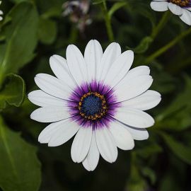 Цветок арктотис (39 фото)