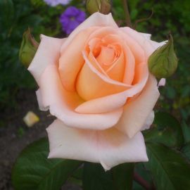 Роза осеана (36 фото)