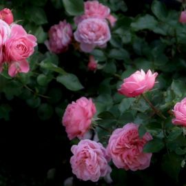 Роза роберто капуччи (39 фото)