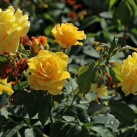 Голдштерн плетистая роза (30 фото)
