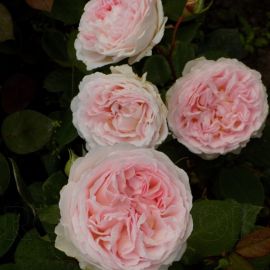 Роза велленшпиль (45 фото)