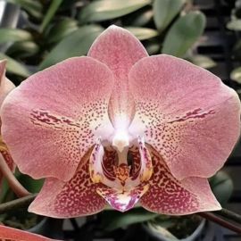 Орхидея денвер (39 фото)