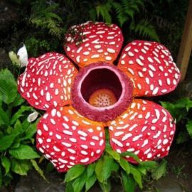 Раффлезия арнольди цветок (33 фото)
