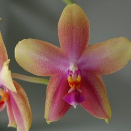Орхидея лиодора (31 фото)