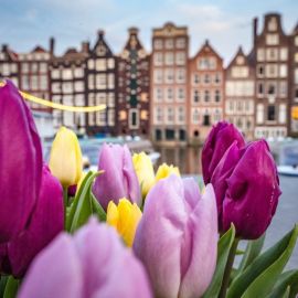 Нидерланды тюльпаны (40 фото)