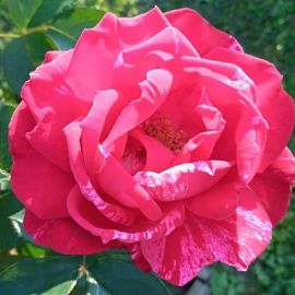Роза анри матисс (37 фото)
