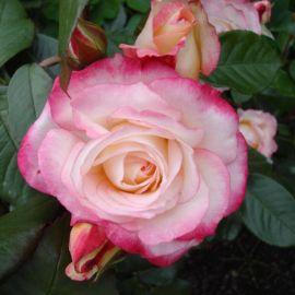 Роза ламинуэт (32 фото)
