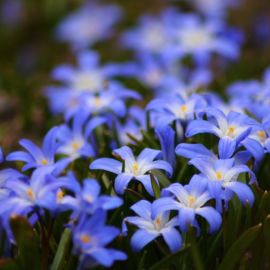 Хионодокса цветок (37 фото)