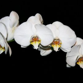 Орхидея алабастер (32 фото)