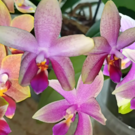 Лиодоро орхидея (30 фото)