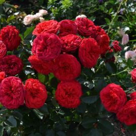Розы шрабы (40 фото)