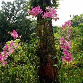 Орхидеи в дикой природе (28 фото)