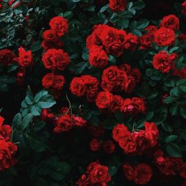 Роза сириус (39 фото)